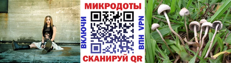 купить   Печоры  Галлюциногенные грибы мицелий 